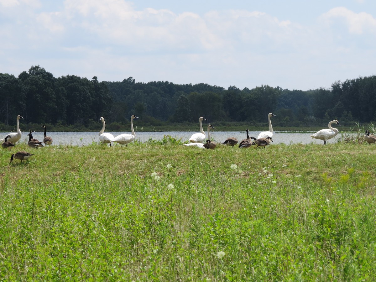 Cisne Trompetero - ML358371221