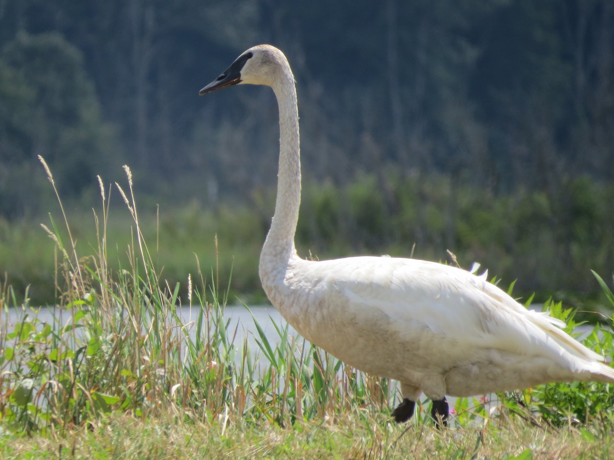 Trumpeter Swan - Ethan Maynard