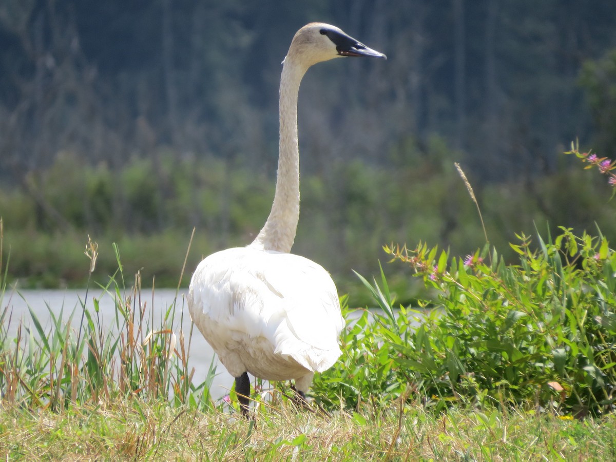 Trumpeter Swan - ML358371271