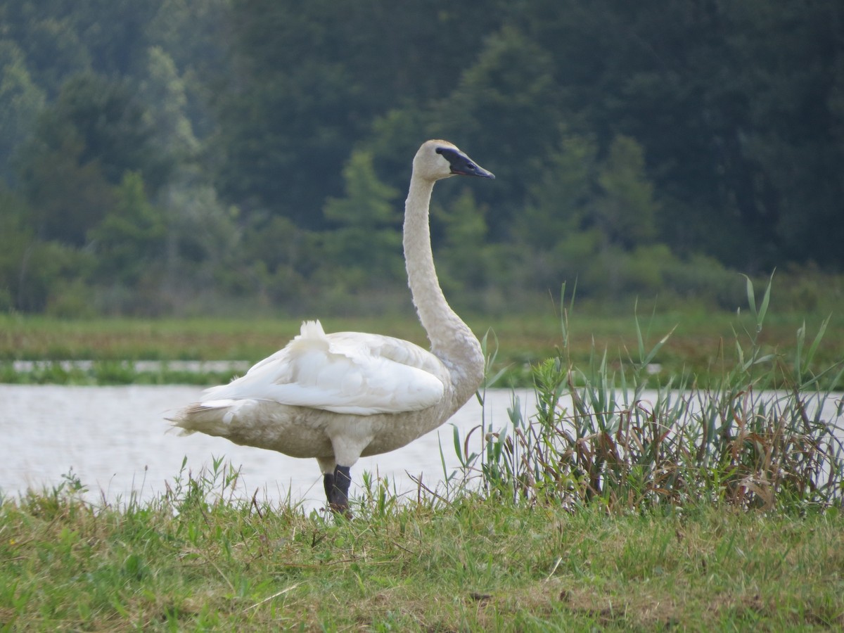 Trumpeter Swan - Ethan Maynard