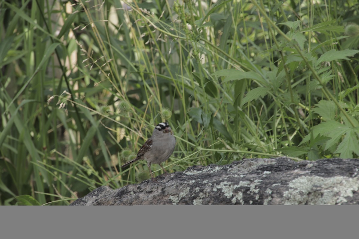 White-crowned Sparrow - ML358371641