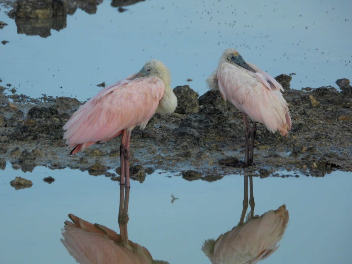 Roseate Spoonbill - Pam Rasmussen