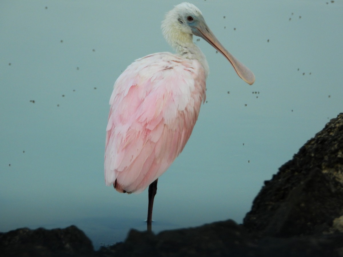 Roseate Spoonbill - ML358373031