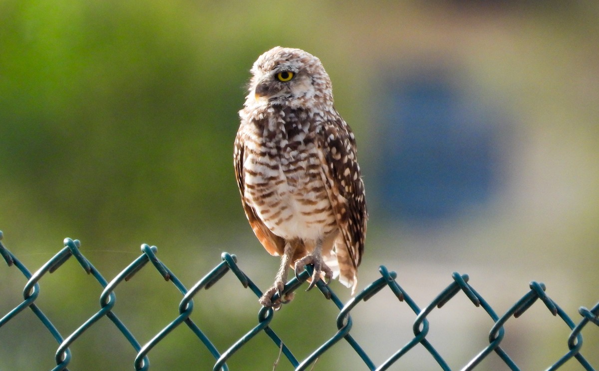 Burrowing Owl - ML358373191