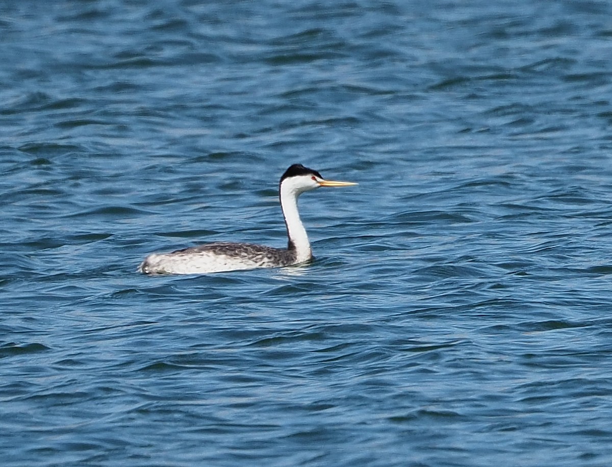 Clark's Grebe - ML358373931