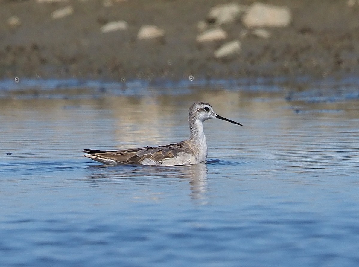 Phalarope de Wilson - ML358374421