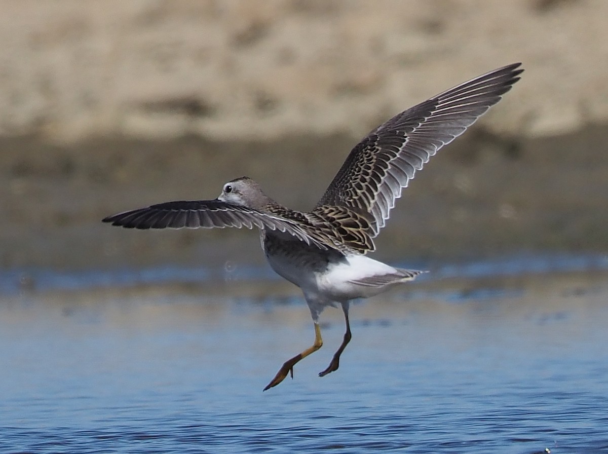 Wilson's Phalarope - ML358374441