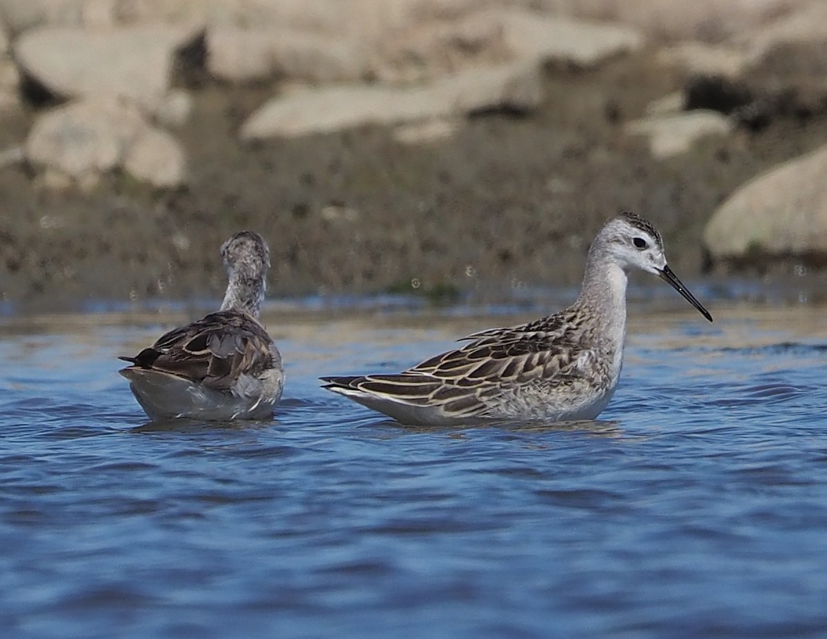 Phalarope de Wilson - ML358374461