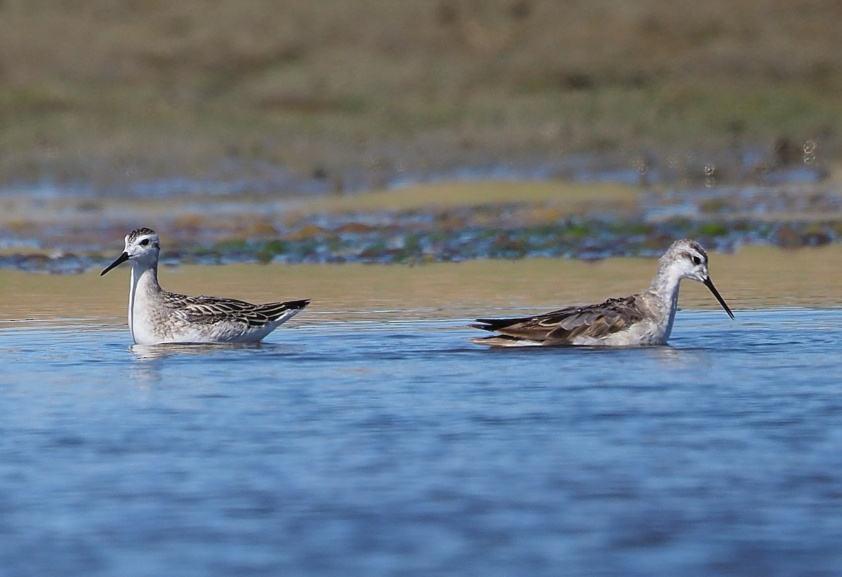 Wilson's Phalarope - ML358374471