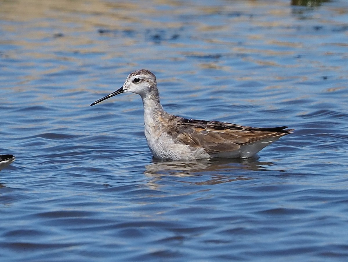 Wilson's Phalarope - ML358374481