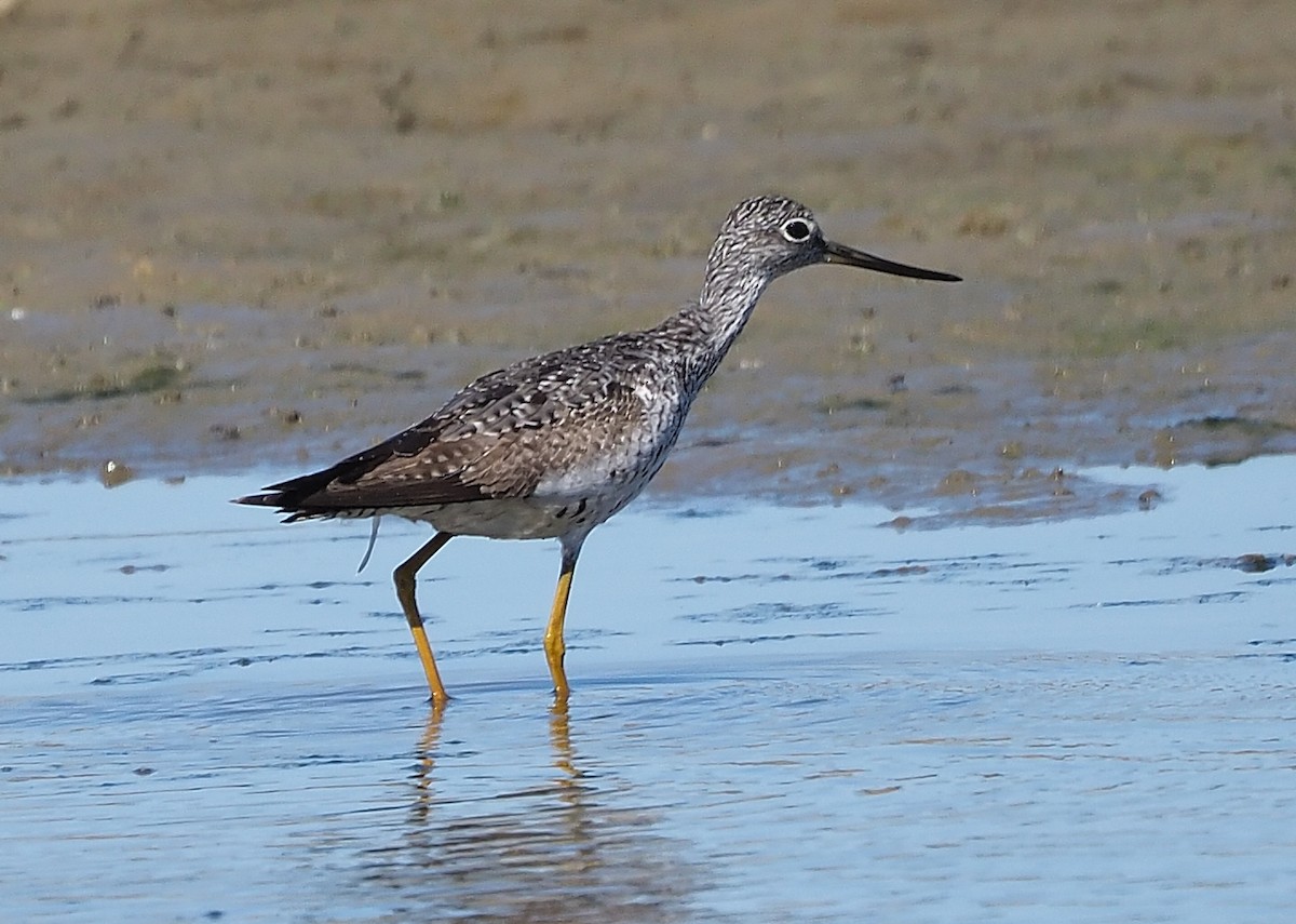 Greater Yellowlegs - ML358374631