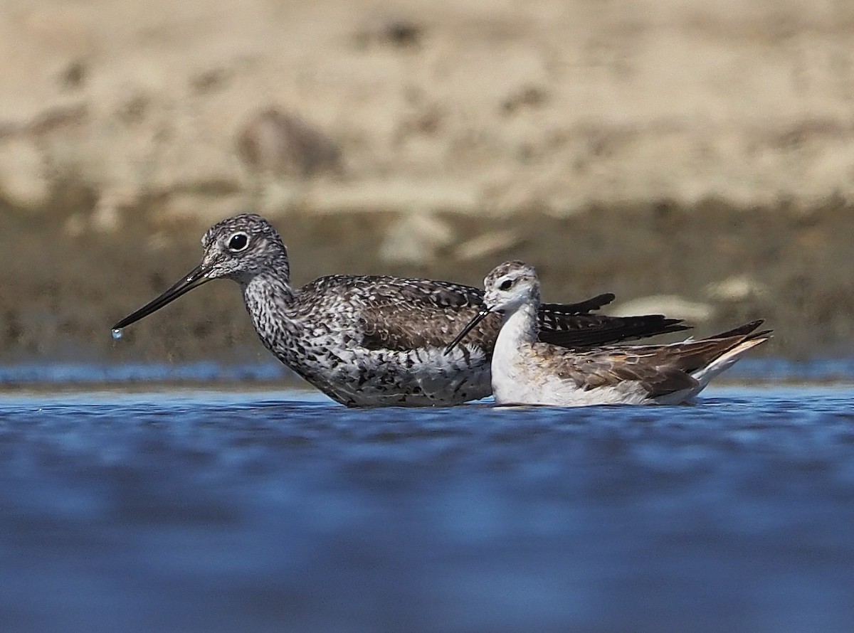 Greater Yellowlegs - Aidan Brubaker