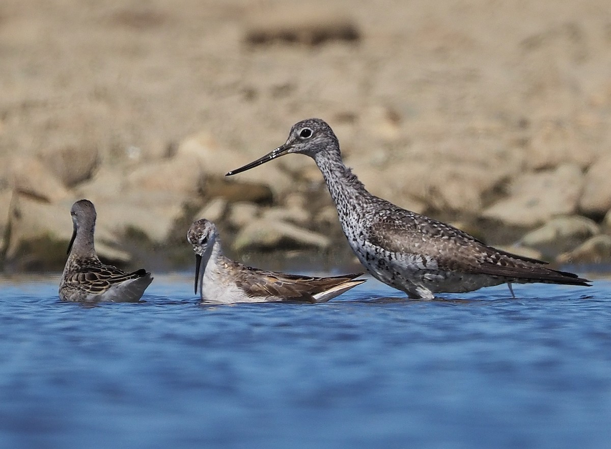 Greater Yellowlegs - ML358374711