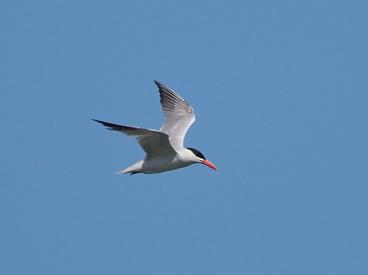 Caspian Tern - ML358374751