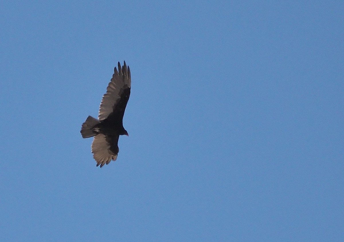 Turkey Vulture - ML358374861