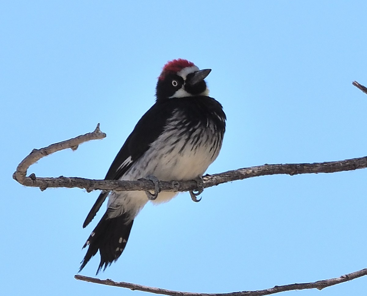 Acorn Woodpecker - ML358374891