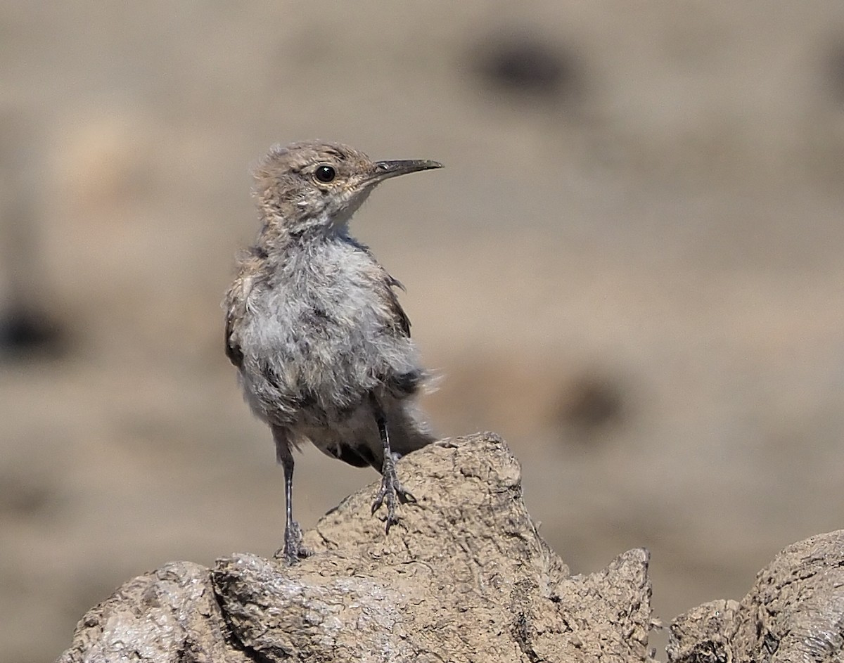 Rock Wren - ML358375101