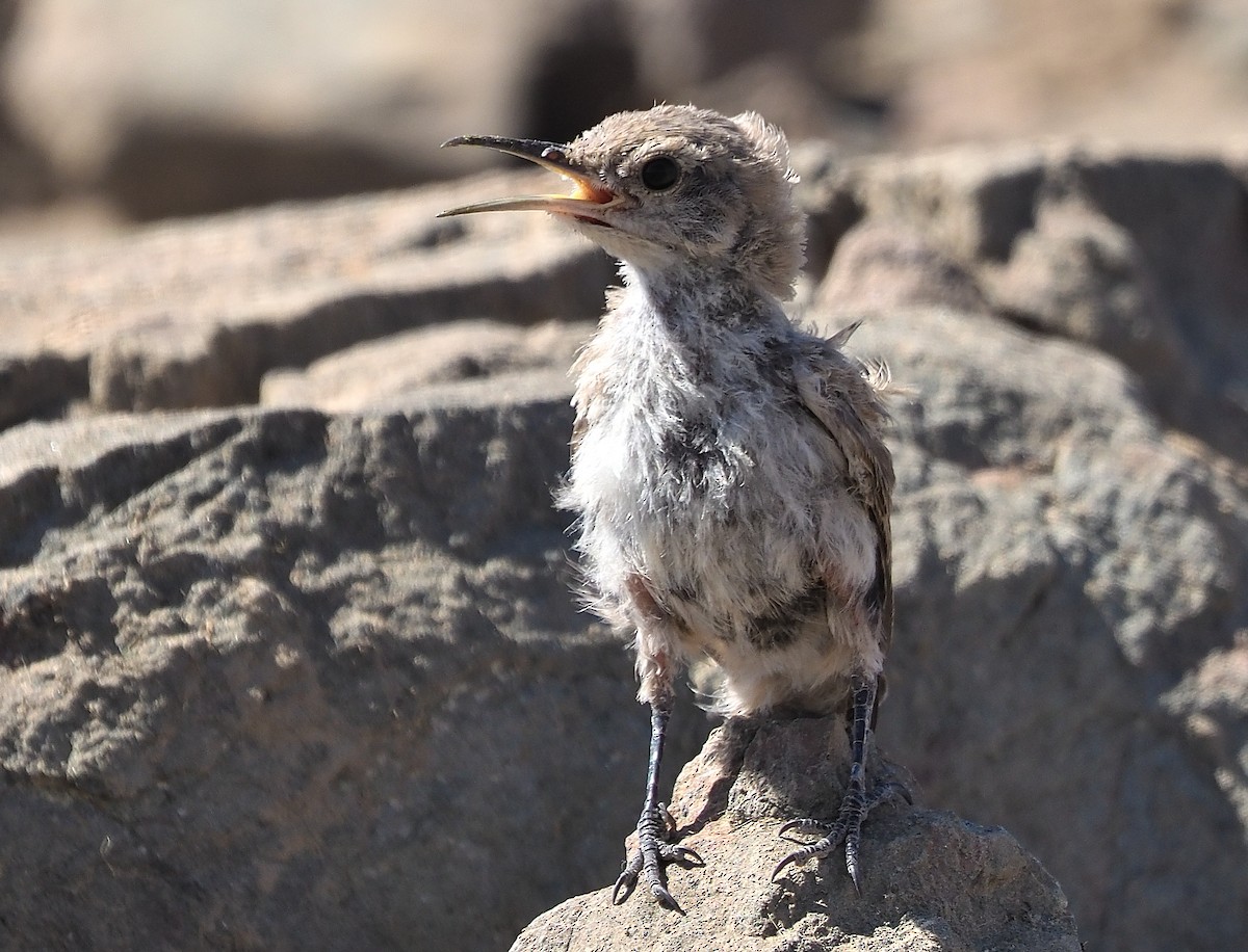 Rock Wren - ML358375121