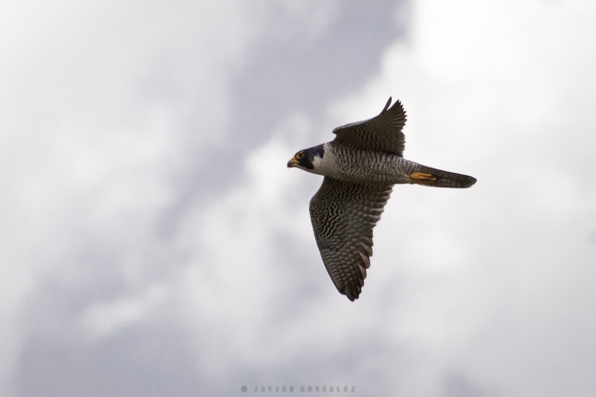 Peregrine Falcon - Javier González