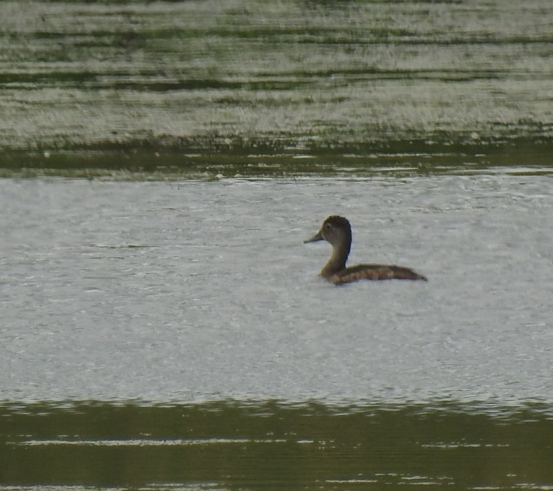 Ring-necked Duck - Germ Germain