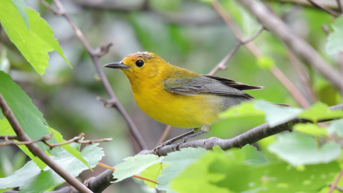 Prothonotary Warbler - ML35837641
