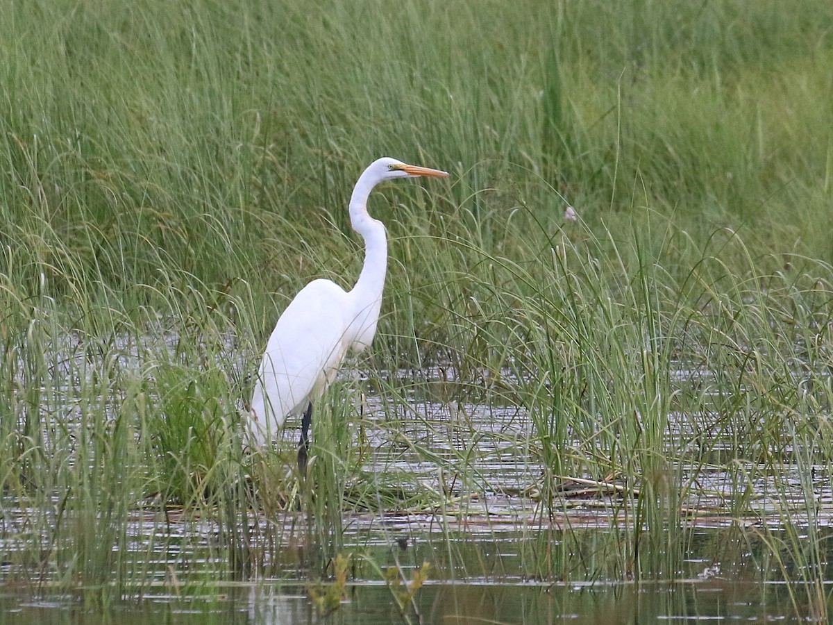 Great Egret - ML358377631