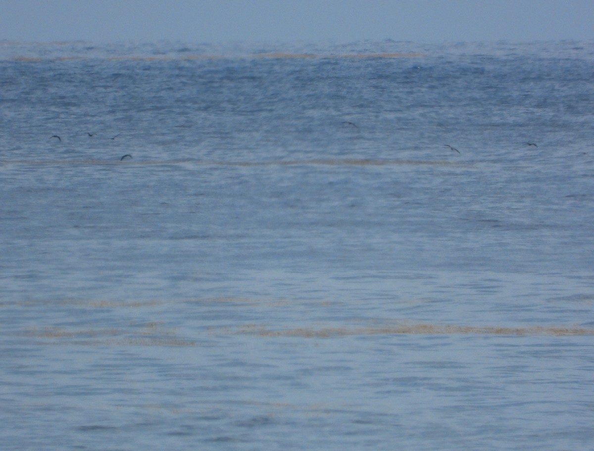 Brown Noddy - Pam Rasmussen