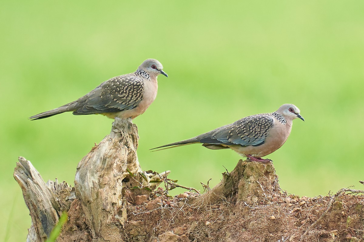 Spotted Dove - ML358378971