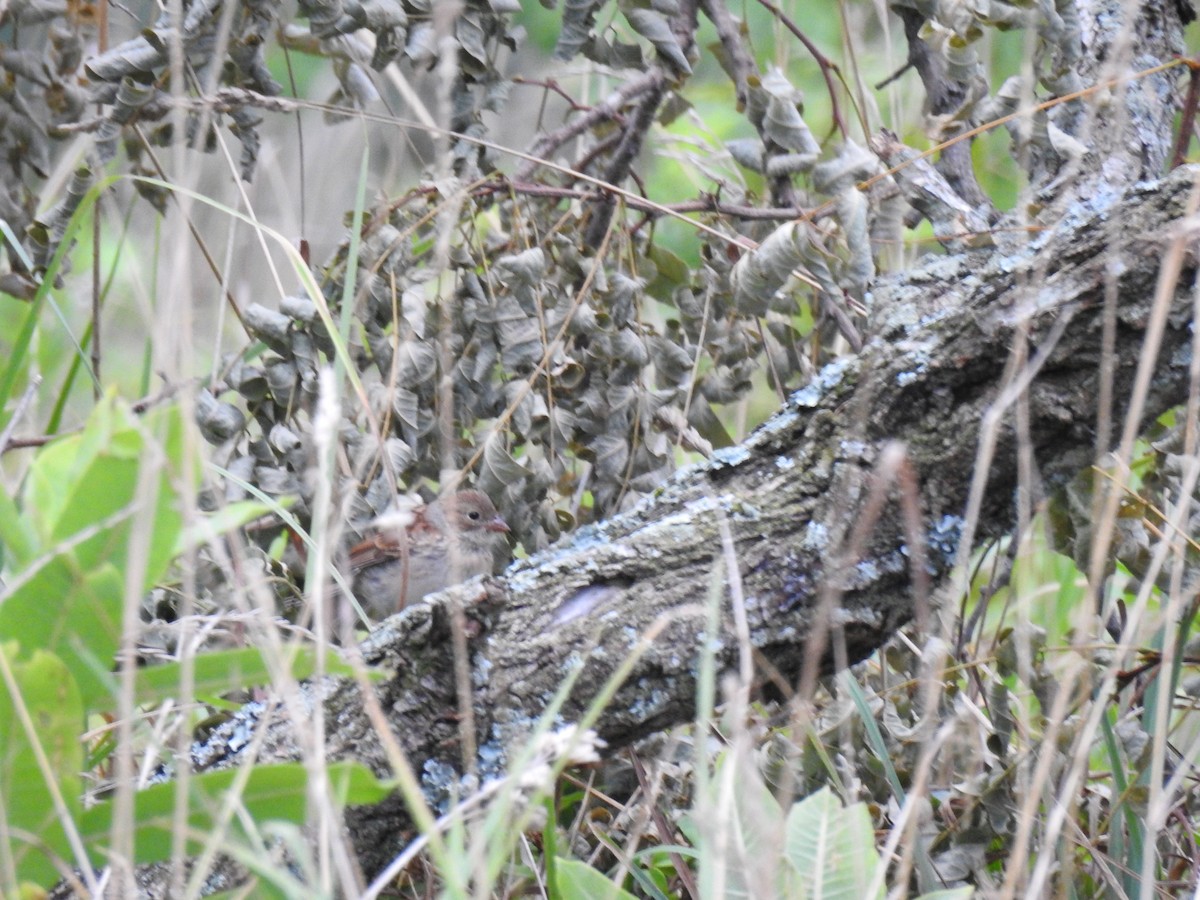 Field Sparrow - ML358379851