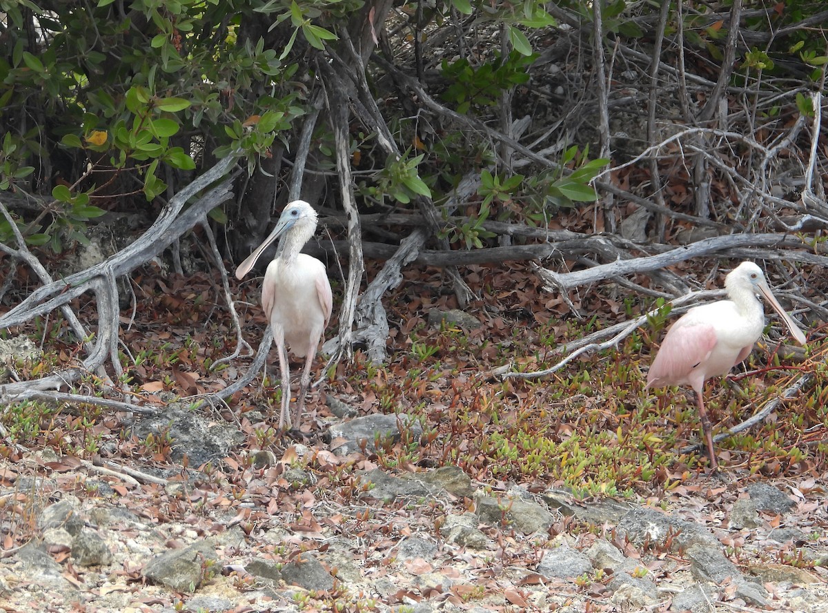 Roseate Spoonbill - ML358380181