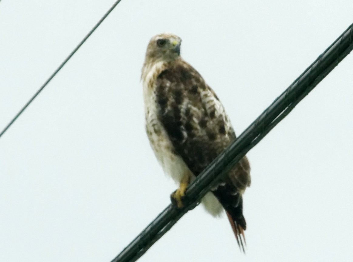 Red-tailed Hawk - ML358381291