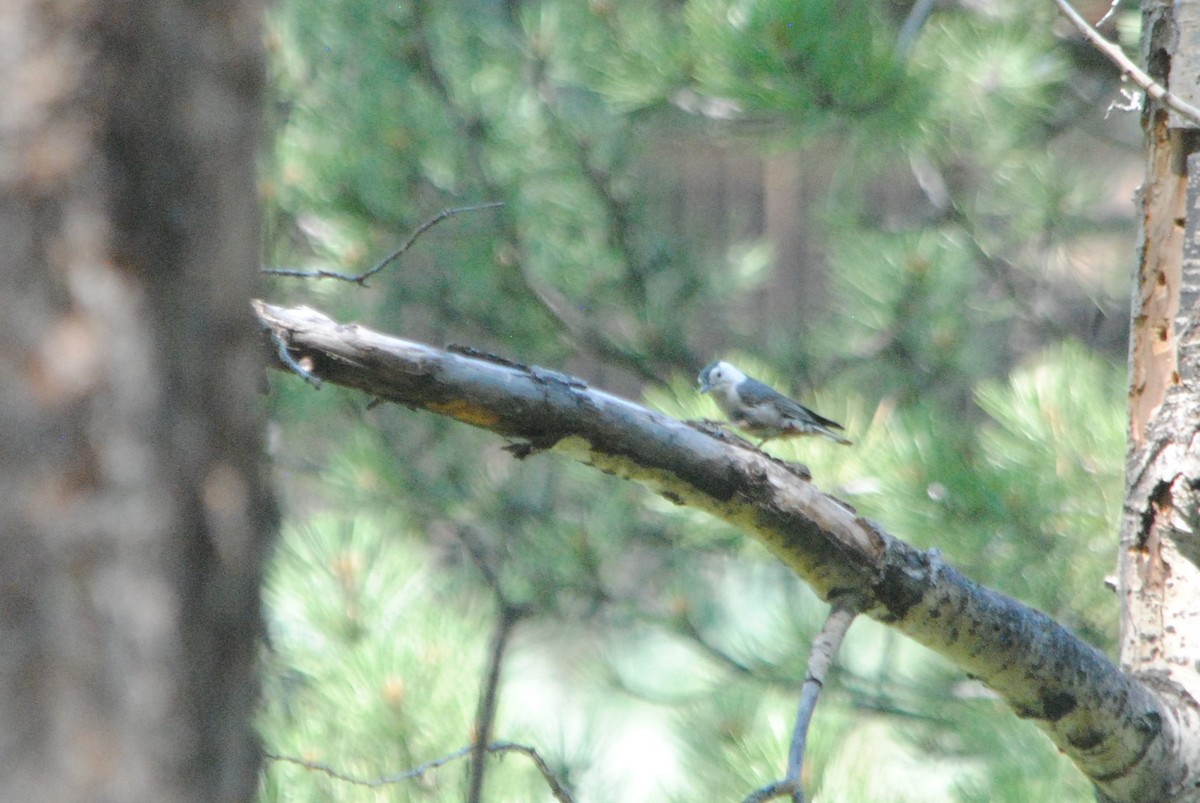 White-breasted Nuthatch (Interior West) - ML358383851