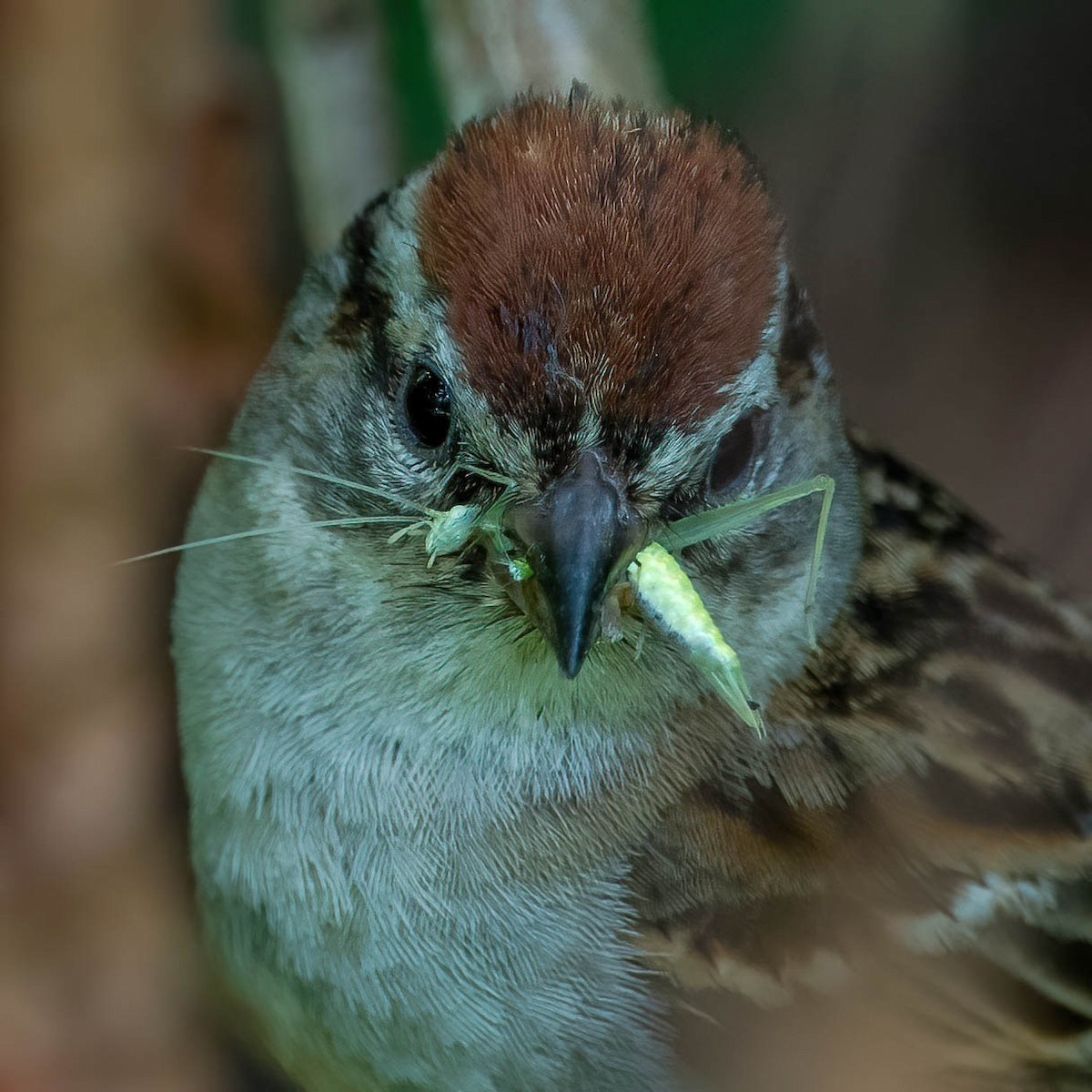 Chipping Sparrow - ML358384331