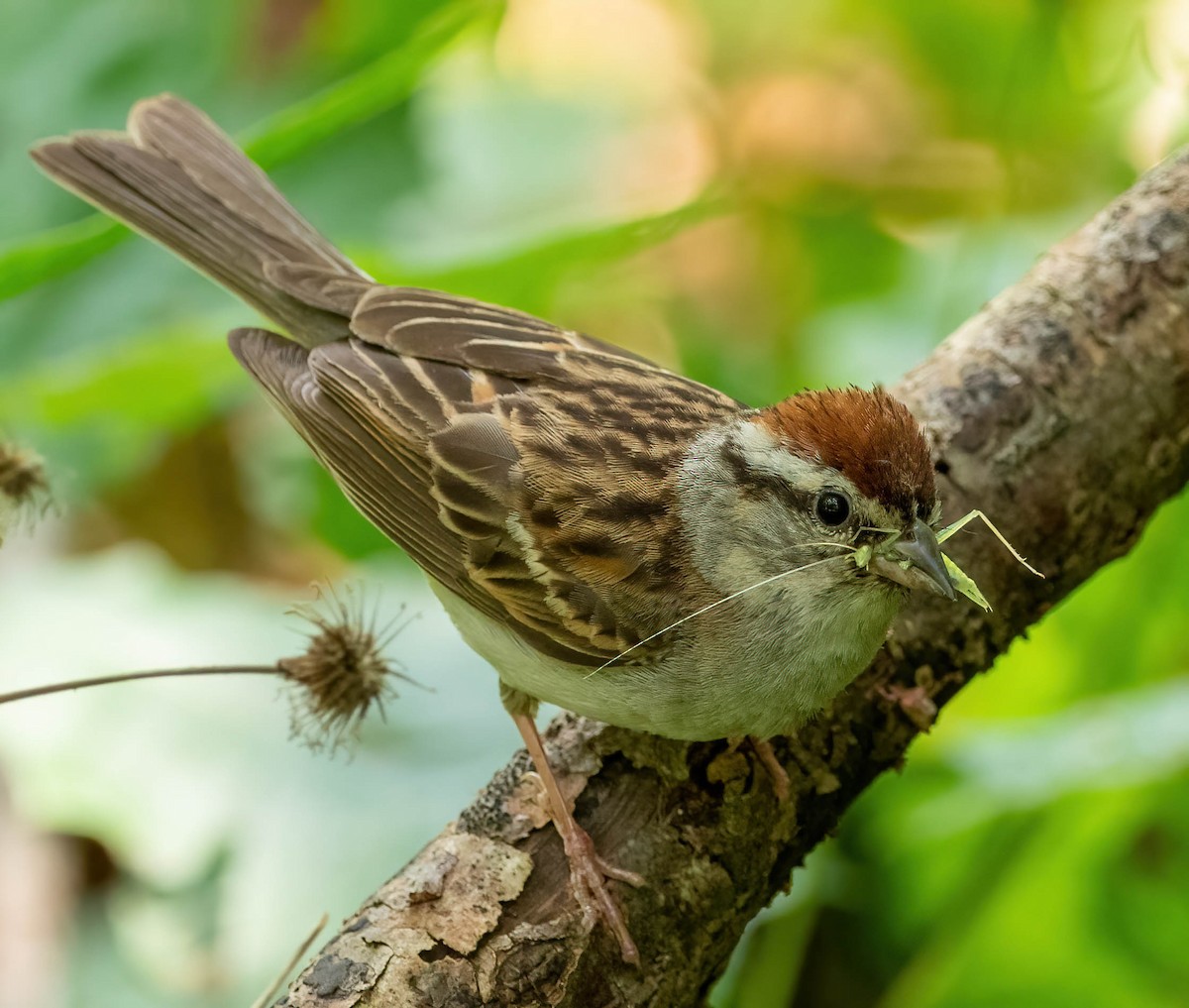 Chipping Sparrow - ML358384341