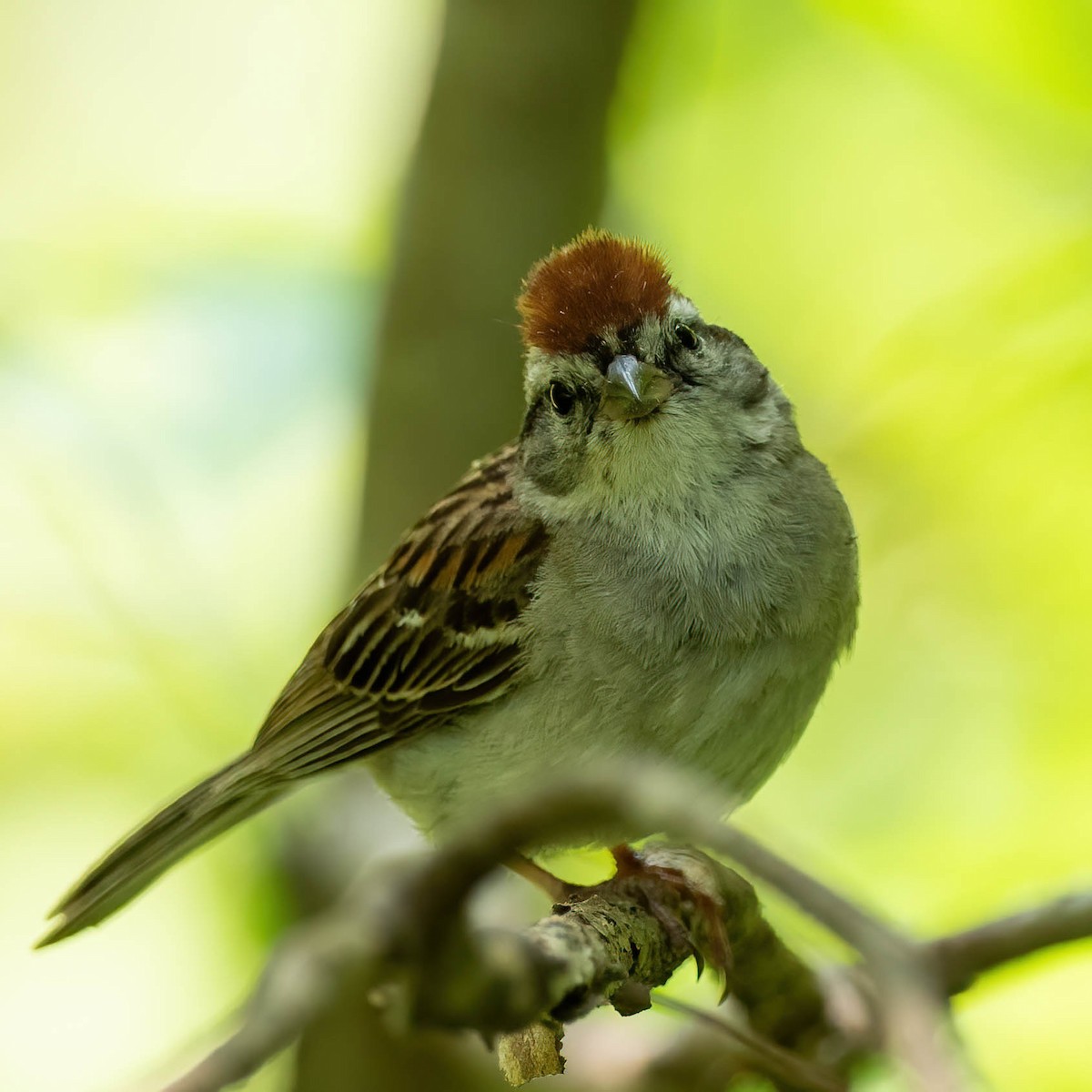 Chipping Sparrow - ML358384351