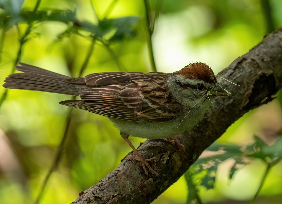 Chipping Sparrow - Anthony Schmitt