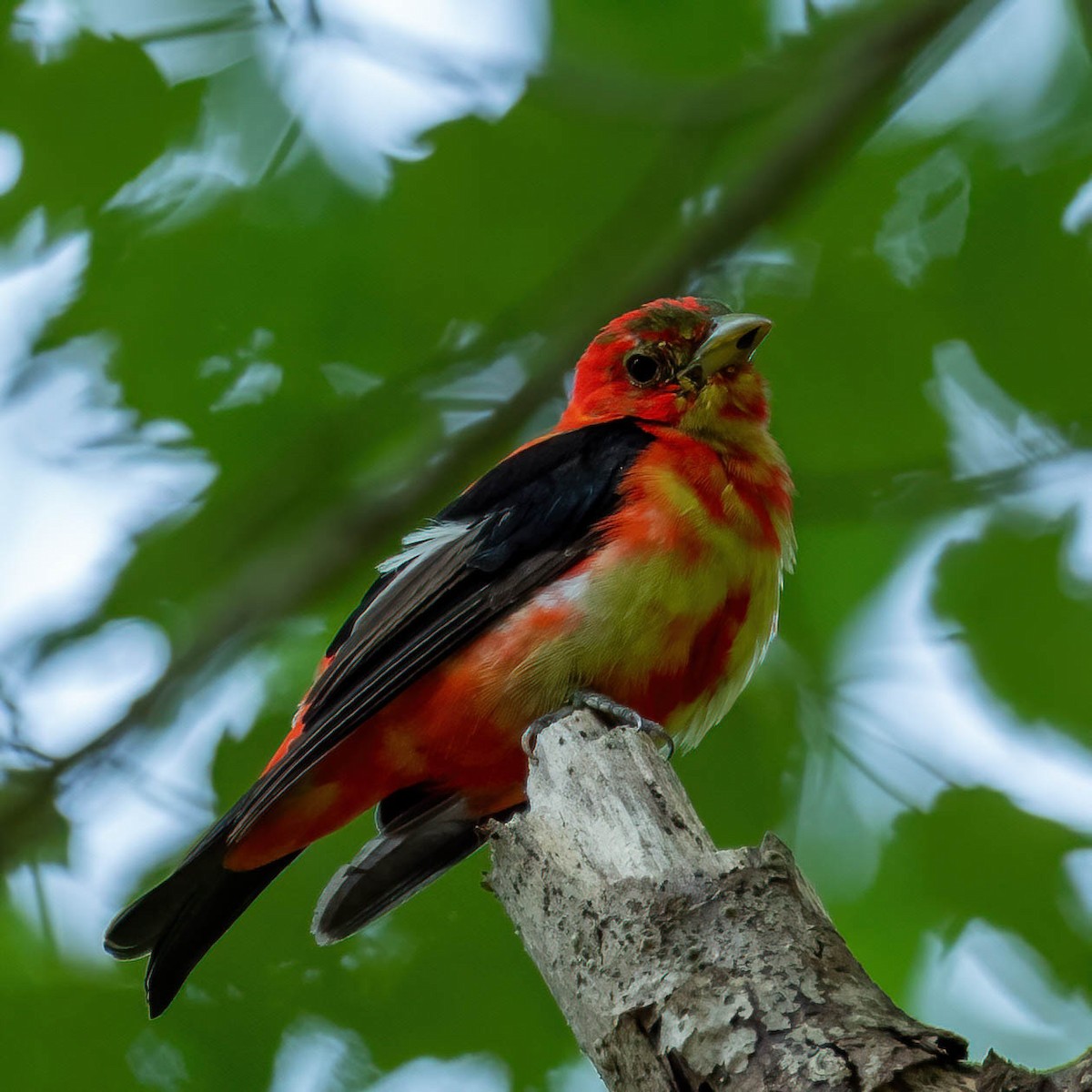 Scarlet Tanager - ML358384411