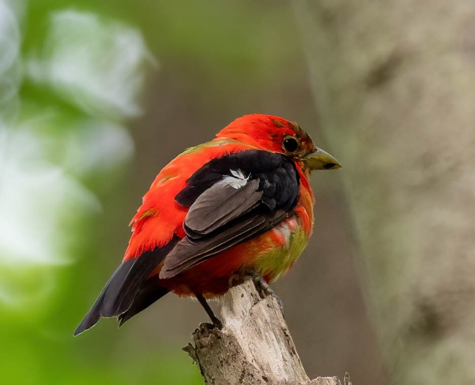 Scarlet Tanager - ML358384421