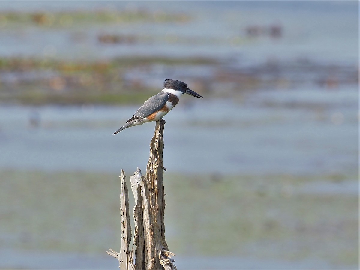 Belted Kingfisher - ML358384901