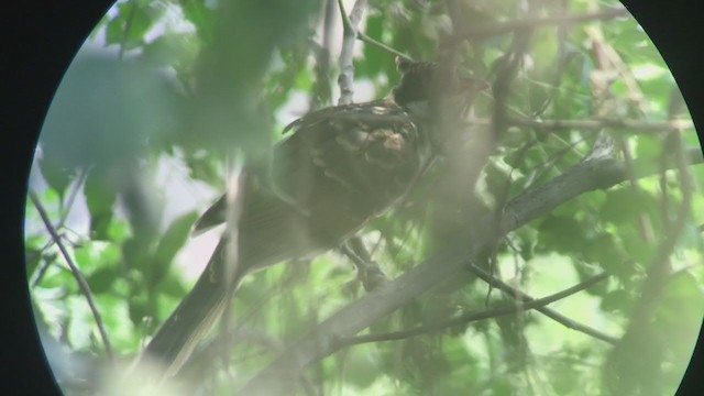 Chestnut-winged Cuckoo - ML358385221