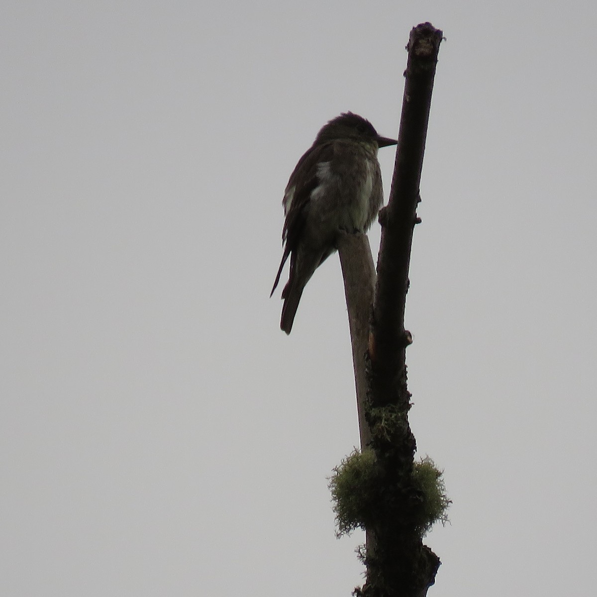 Olive-sided Flycatcher - ML358385591