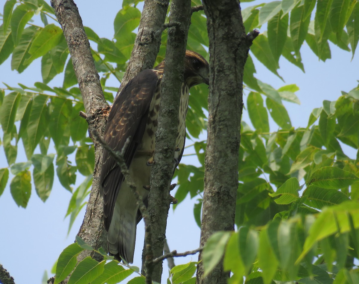 Broad-winged Hawk - ML358387861