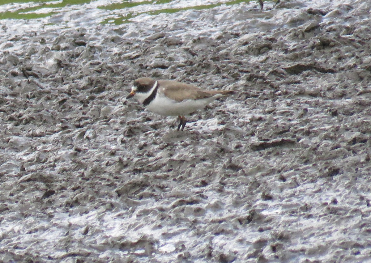Semipalmated Plover - ML358387961