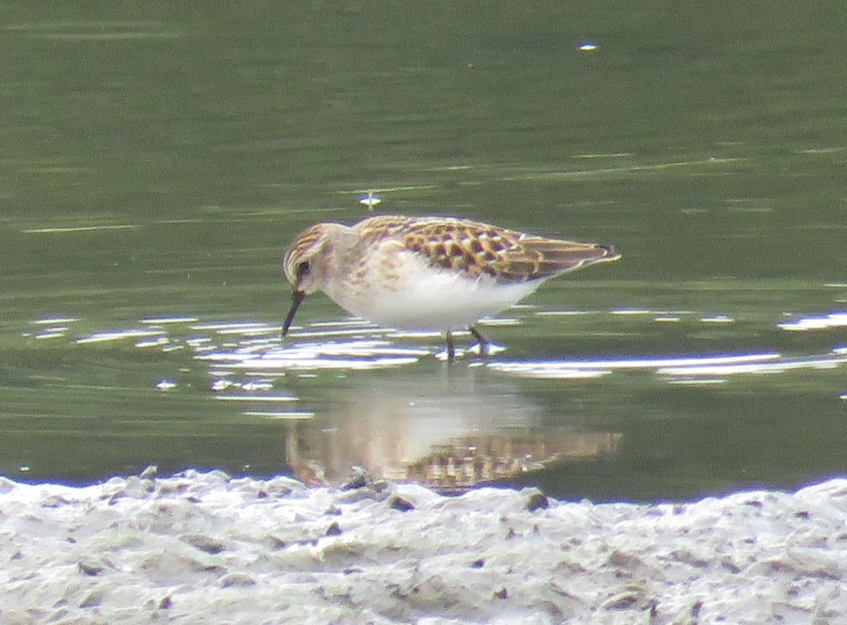 Semipalmated Sandpiper - ML358388221