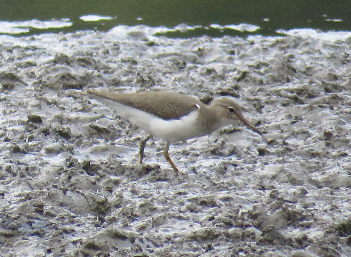 Spotted Sandpiper - ML358388271