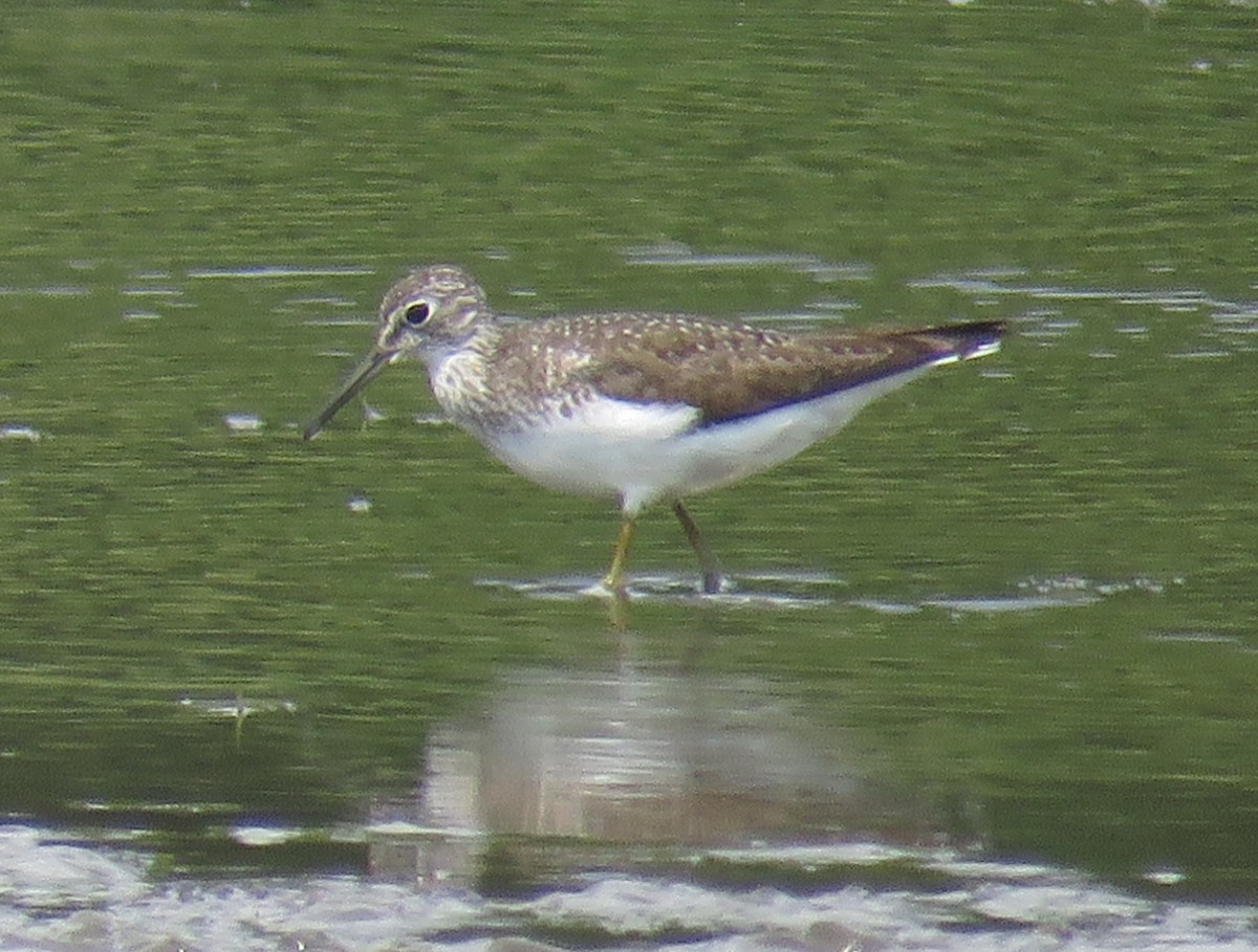 Solitary Sandpiper - ML358388461