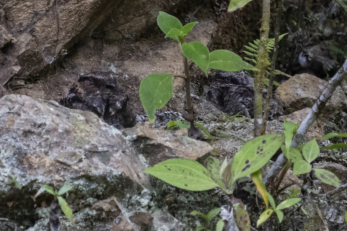 Lyre-tailed Nightjar - ML358388801