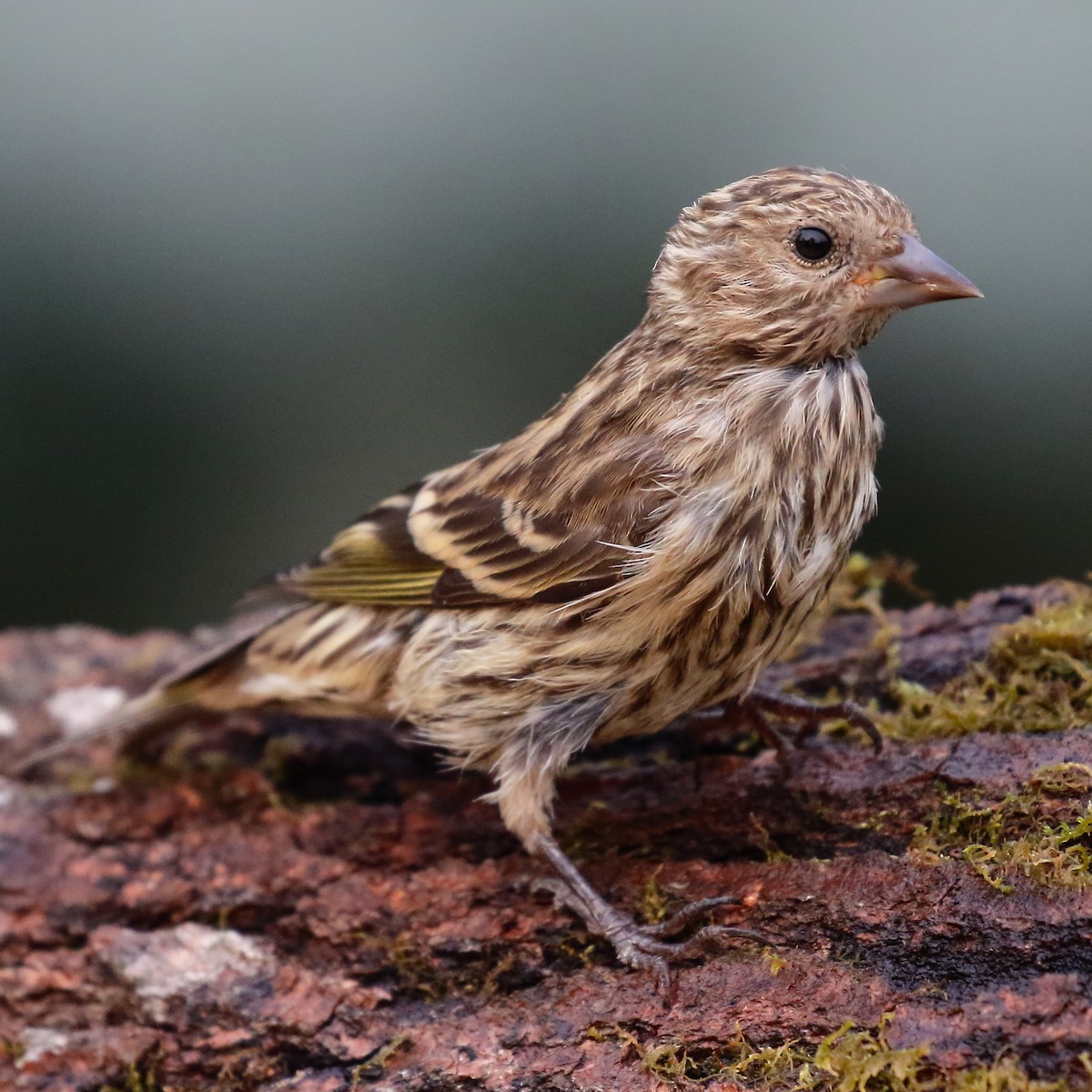 Pine Siskin - ML358389121