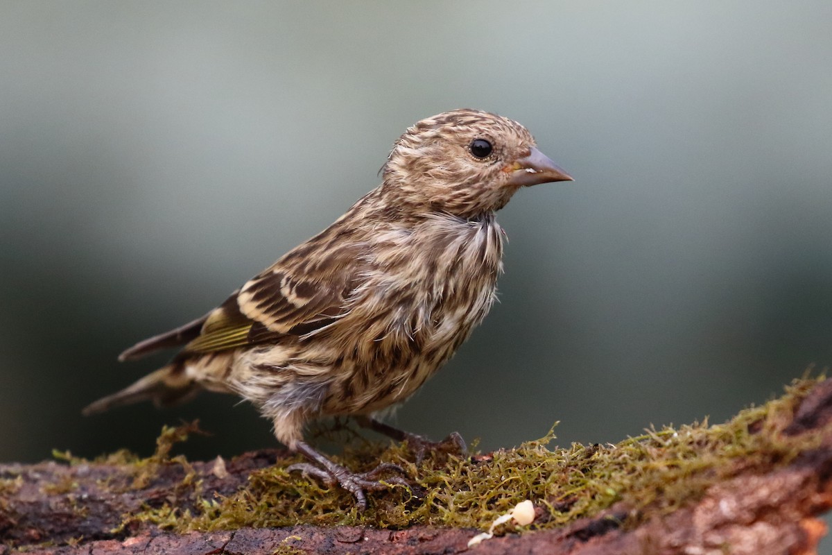 Pine Siskin - ML358389311