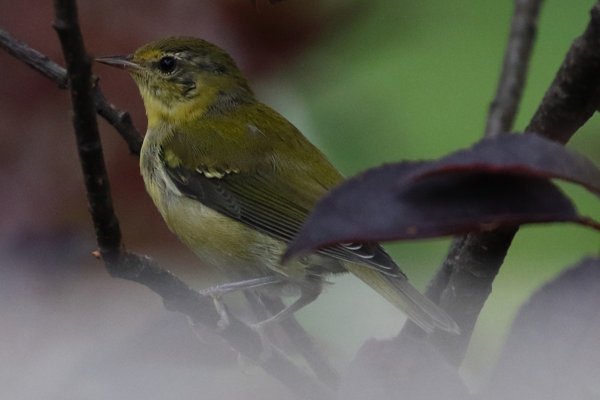 Tennessee Warbler - ML358389571